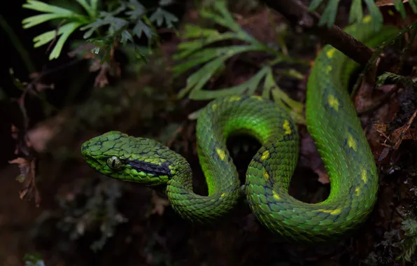 Nature, green, snake, reptile