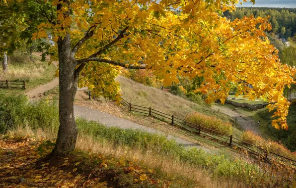 Autumn, nature, tree, the fence, track, maple, Plyos, Andrei