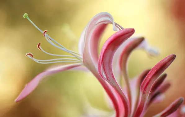 Macro, flowers, nature, petals, form