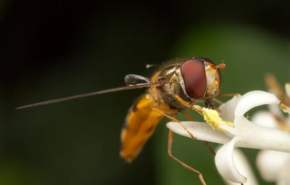 Flower, insect, bokeh