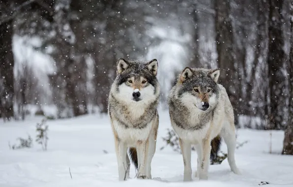 Snow, nature, wolves