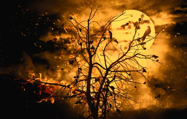 Branches, tree, fire, bird