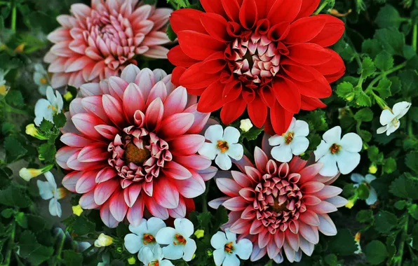 Close-up, dahlias, Bacopa