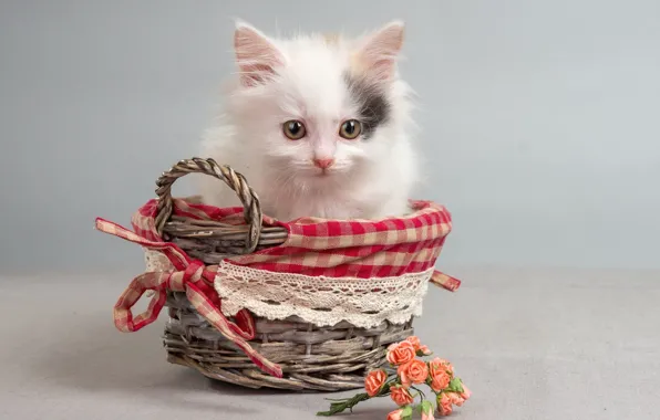 Picture flowers, kitty, basket, roses