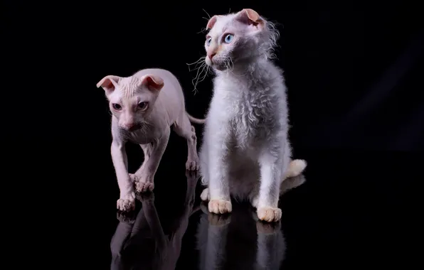 Cats, reflection, kitty, kittens, white, black background, a couple, Duo
