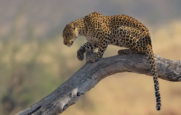 Background, leopard, tail, snag, wild cat