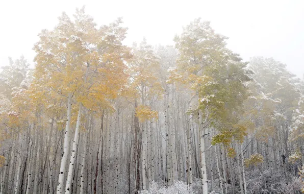 Forest, fog, birch