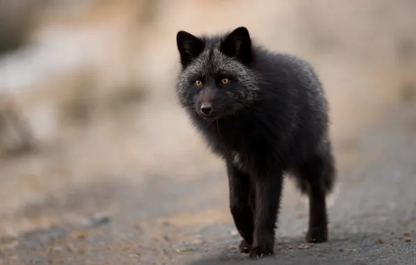 Picture look, face, pose, background, black, portrait, Fox, beauty