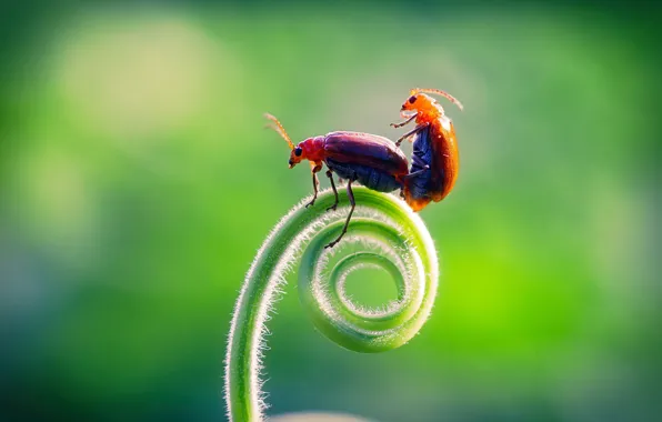 Macro, love, insects, bugs, escape, a couple, green background, pairing