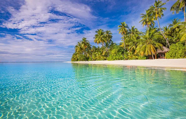Picture beach, tropics, palm trees, the ocean, The Maldives, The Indian ocean
