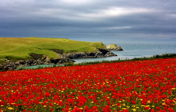 Picture sea, flowers, stones, coast, field, Maki, chamomile, red