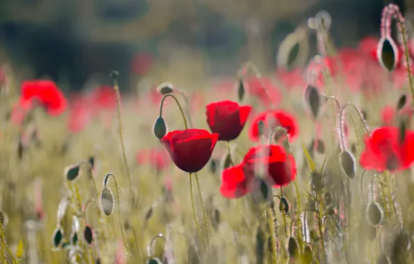 Picture field, flowers, Mac, Maki, meadow, Wallpaper from lolita777