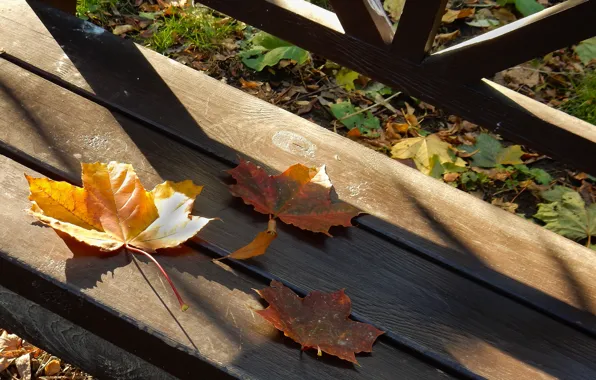 Autumn, leaves, sheet, widescreen, Wallpaper, shadows, wallpaper, maple