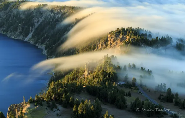 Forest, nature, fog, lake, morning