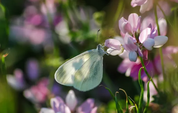 Summer, flowers, nature, butterfly, insect