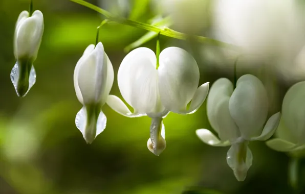 Light, flowers, branch, white, bokeh, broken heart, the bleeding heart