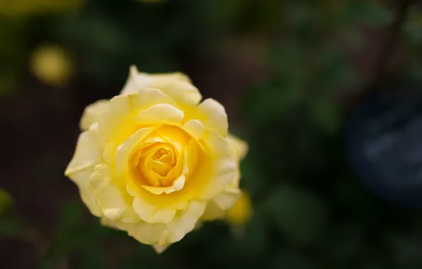 Picture rose, petals, garden