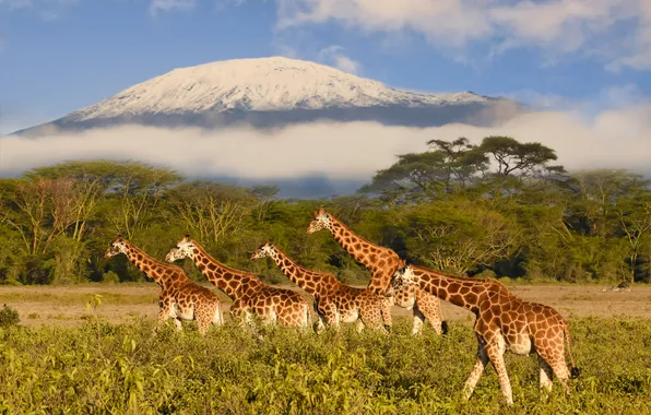 Field, the sky, clouds, snow, trees, mountains, tops, giraffe