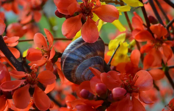 Picture Flowers, Snail, Orange flowers