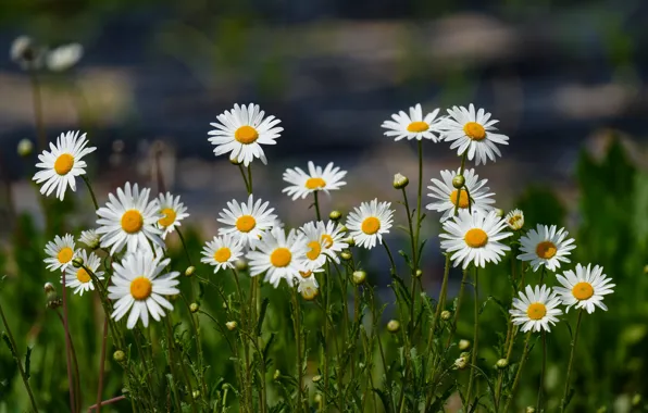 Flowers, glade, chamomile, white, flowerbed, bokeh, leucanthemum