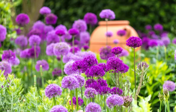 Greens, summer, flowers, spring, garden, pink, flowerbed, pot