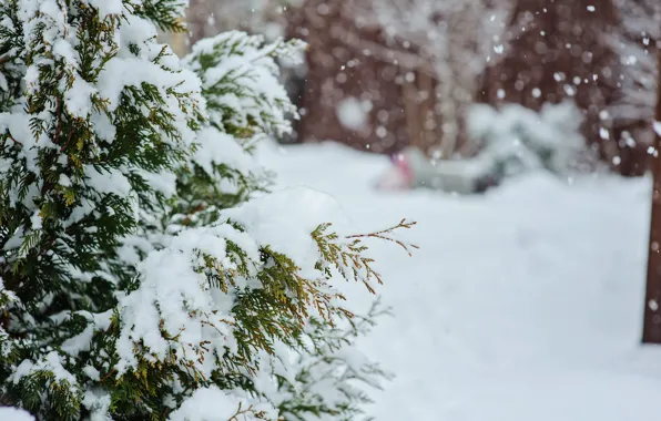 Nature, Winter, Snow, Nature, Winter, Snow, Winter Forest, Winter Forest