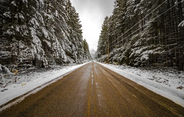 Winter, road, forest, nature