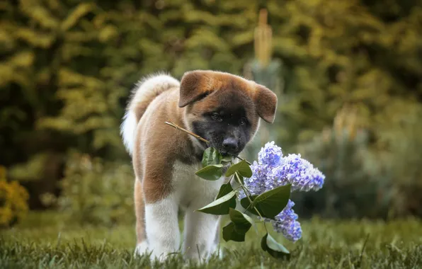Dog, puppy, lilac, bokeh, American Akita, branch of lilac