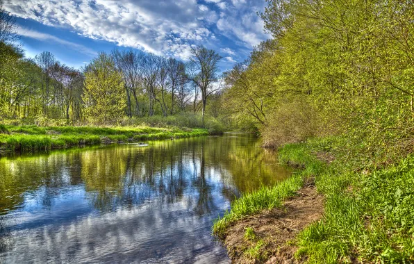 Picture forest, the sky, grass, clouds, trees, river, spring