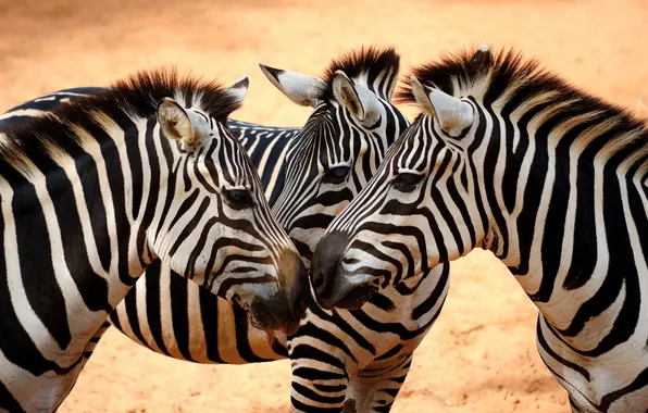 Picture look, Zebra, mane, hooves
