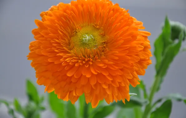 Flower, leaves, nature, plant, petals, Bud