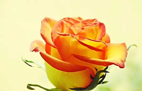 Flowers, roses, petals