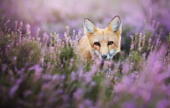 Summer, eyes, look, flowers, nature, animal, glade, portrait