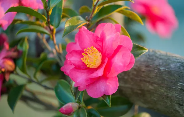 Leaves, macro, petals, pink, buds, Camellia