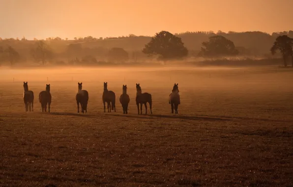 Field, fog, horse
