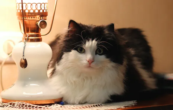 Cat, background, lamp