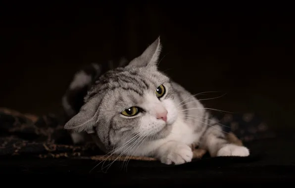 Cat, cat, look, pose, the dark background, portrait, lies, face