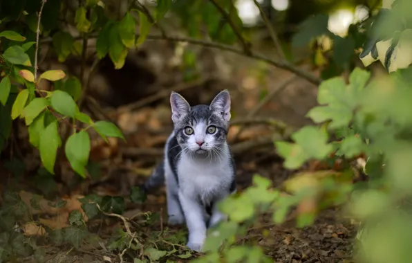 Greens, look, leaves, branches, nature, kitty, grey, baby