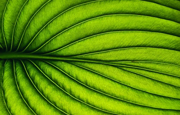 Picture leaves, macro, plant