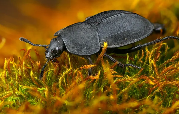 Macro, beetle, insect