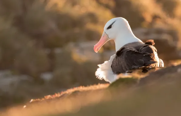 Light, nature, bird, portrait, Seagull, bokeh
