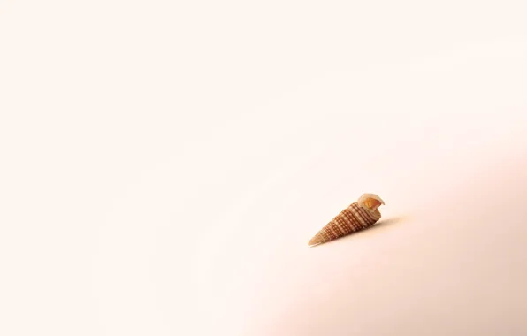 Summer, macro, background, minimalism, shell, photography, wallpapers, sea