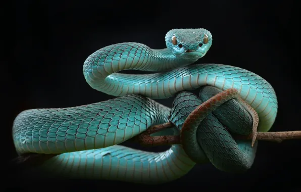 Snake, Balogova keffiyeh, Trimeresurus albolabris, category alkoholowe