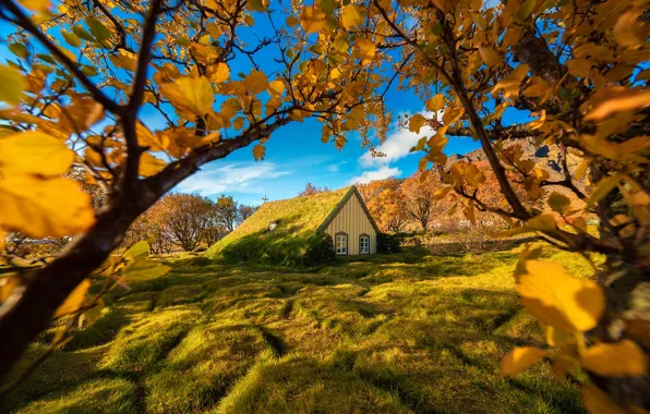 Picture autumn, trees, branches, Iceland, Iceland, The yard, Hof, sod Church
