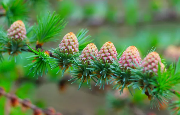Picture cones, pine, twig
