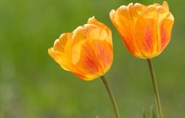 Picture flowers, petals, tulips, orange