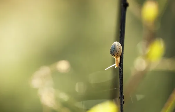 Picture summer, nature, snail