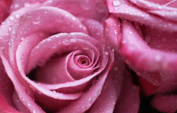 Drops, flowers, Rosa, roses, pink