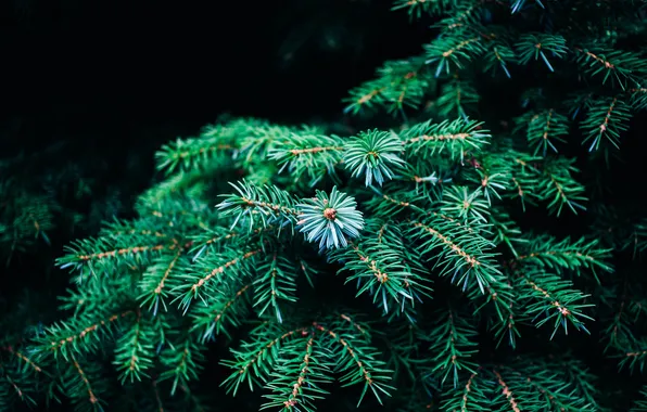 Trees, needles, branches, green, tree