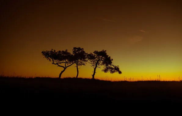 Picture trees, field, silhouette, twilight